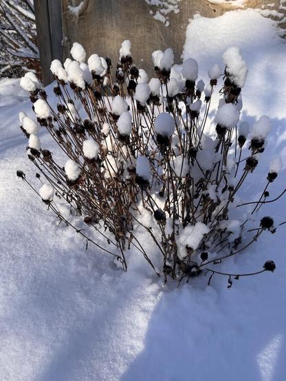 Remnant stems and flowerheads of black-eyed susans against the snow. The flowerheads have accumulations of snow like little tall hats. 