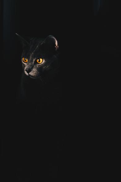 "The Bird Watcher"