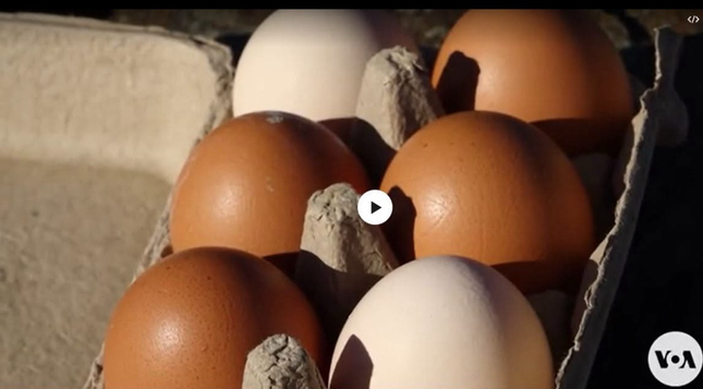 Eggs