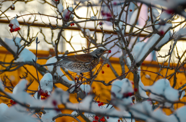 A fieldfare is sitting on the branches of a rowan tree eating ashberries. Snow is covering some of the branches. 