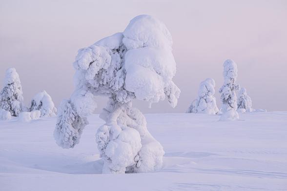 A tree has been encased in so much snow and ice that it appears to take on the form of  frozen giant, with a large head, arms, and legs. The scene is pink with the late afternoon light of a Finnish Winter illuminating the scene which also includes some distant frozen trees and deep foreground snow.
