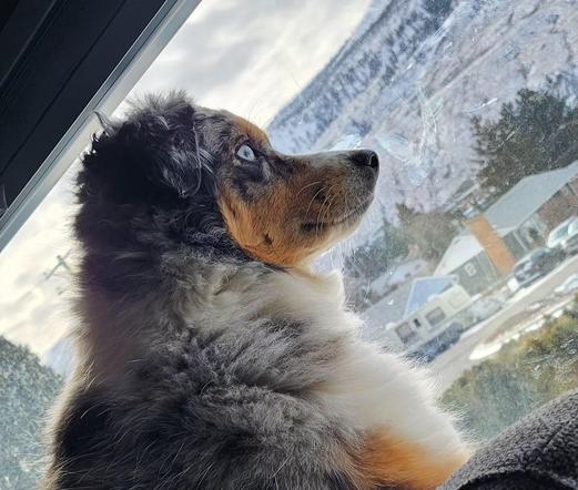 Lyric the mini Aussie Shepherd sitting on the back of the couch looking out the window