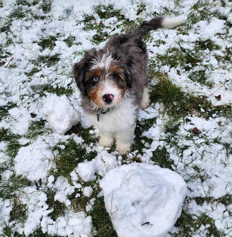 A photograph of a gray, brown, and white young dog standing on snow-covered grass. A large ball of snow is in the foreground. The dog's left eye is blue.