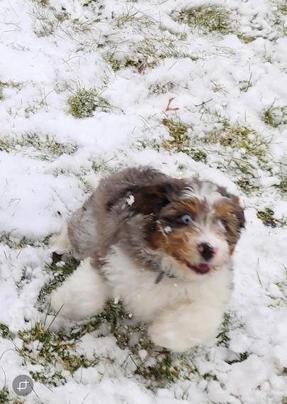 A photograph of a gray, brown, and white young dog running across snow-covered grass. The dog is blurry with motion and his eyes are wide in a funny expression.
