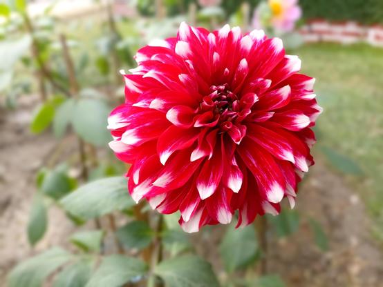 Chrysanthemums symbolize love, joy, and peace. This stunning blend of red and white represents passion and purity, making it a true masterpiece of nature. Let its beauty brighten your day! 🌿✨#Chrysanthemum #FlowerBeauty #NatureLover #BloomWithLove #FloralPerfection #RedAndWhite #GardenMagic #AestheticFlowers #PetalPower #SereneNature