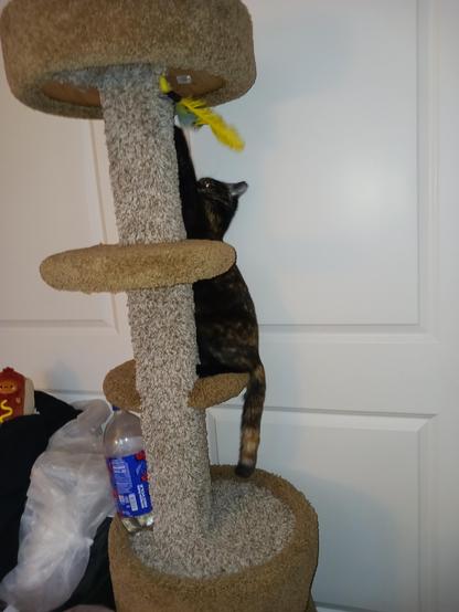 Nadja Playing on her tower, Frank the wiener potato looks on in reflection.