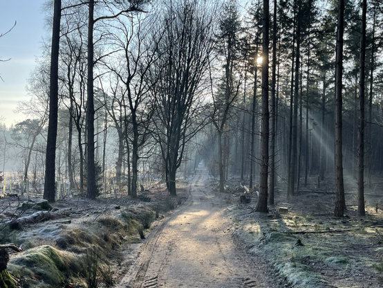Zonnestralen door mist in bevroren boslandschap
