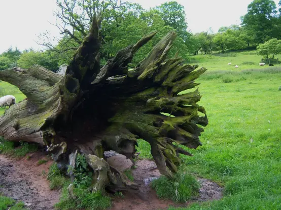 A woody 'explosion'. Wales