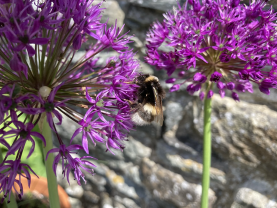Two bright purple allium heads with a big fat white-tailed bee working away on the one nearest the camera.