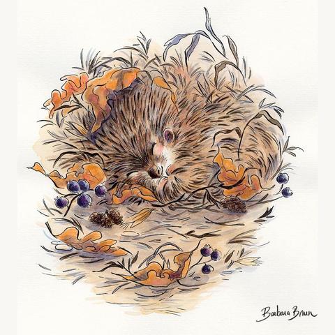 Aquarelle d'un hérisson endormi dans un feuillage. Illustration extraite du recueil de poèmes "Le livre de la nature" de Marcel Pagnol aux éditions Michel Lafon.