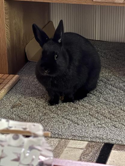 Me sitting in my fave rug 