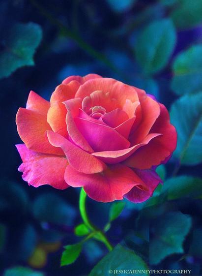 A vibrant orange rose is in full bloom, highlighted against a dark background with a soft focus on surrounding foliage. Its petals show a delicate gradient of color, from deep orange at the base to a lighter hue towards the edges.