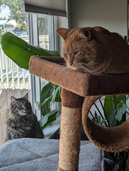 An orange cat sits on a cat tree looking out a window. Below him, a grey cat sits on the window sill, staring balefully at the orange.