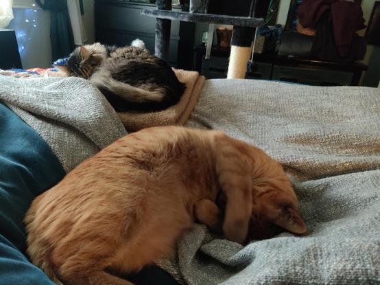 Two cats sit on a bed, snoozing and ignoring one another.