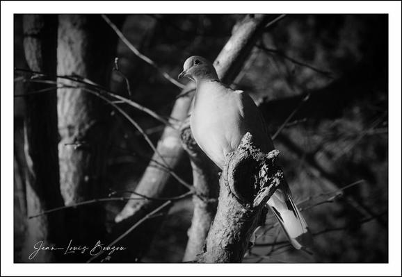 Full black and white close-up view of a collared dove perched on a tree branch.
The bird is centered in the image and is light gray/white in color. It is positioned on a weathered, rough-textured tree branch with a prominent, knotty section or stump that the bird is resting on.
The background is heavily out-of-focus, filled with the dark branches and trunks of trees. The lighting suggests a low-light or shaded environment. The branches and tree are intricate and detailed with varied textures, showcasing the natural elements of the scene.

