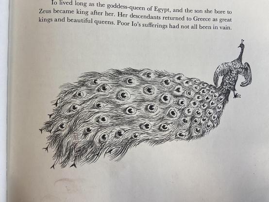 Drawing of a peacock 