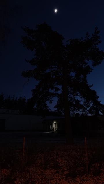 A door with a spot light at dawn with a big tree