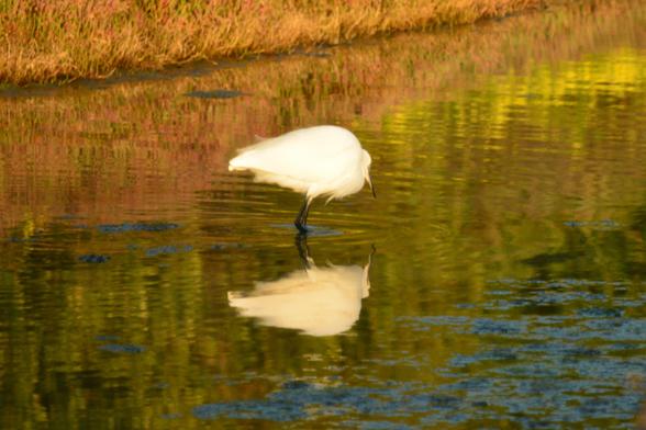 Una garceta común en una de las lagunas del sendero Río Arillo-Tres Amigos, está alimentándose. La blancura de su plumaje se refleja muy bien en el agua. La tonalidad del agua es bonita, aparecen colores azules y verdosos que se entremezclan a modo de pinceladas. En el fondo está la vegetación color ocre, que también se refleja en el agua. La luz anaranjada de la tarde embellece la imagen. 