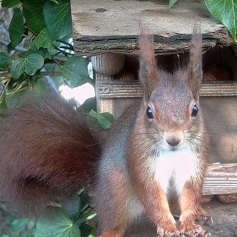 Ein Eichhörnchen steht vor der Futterstation in der Birke und schaut direkt in die Fotofalle.