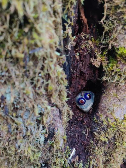 A little rock dude peeks out from a crack in a mossy tree trunk. The rock dude has dark blue eyes and holds deep wisdoms.