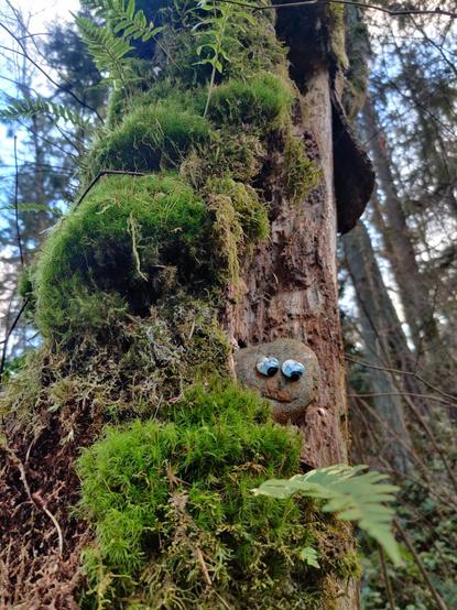 A mossy tree trunk rises overhead, and a little rock dude is sitting in a cracked nook in the right side of the trunk. The little dude has painted eyes and an amazing secret. Ferns climb above, all growing on the tree trunk.