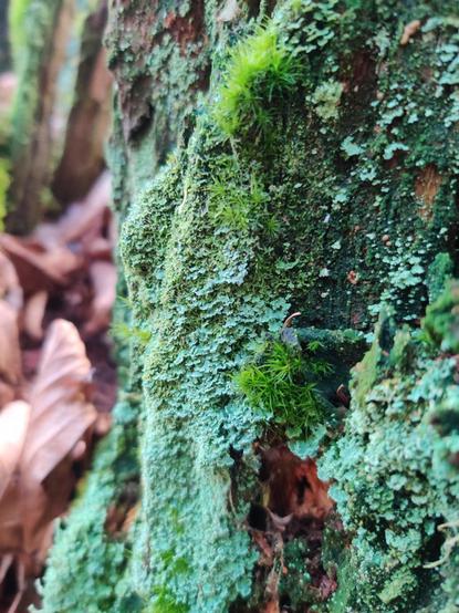 A vibrant green stump sprouts tufts of moss and brilliant minty lichens.
