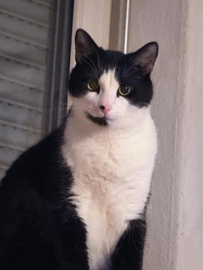 Ein schwarz-weißer Kater mit großen, wachen Augen sitzt vor einem Fenster.
Sein Fell ist überwiegend schwarz, mit einer weißen Brust und einem markanten schwarzen Fleck am Kinn. Seine Ohren sind aufmerksam nach vorne gerichtet, und sein Blick wirkt neugierig und direkt.
Im Hintergrund sind eine weiße Wand und ein Fenster mit heruntergelassenem Rollladen zu sehen. Das warme Licht betont die weiche Struktur seines Fells.