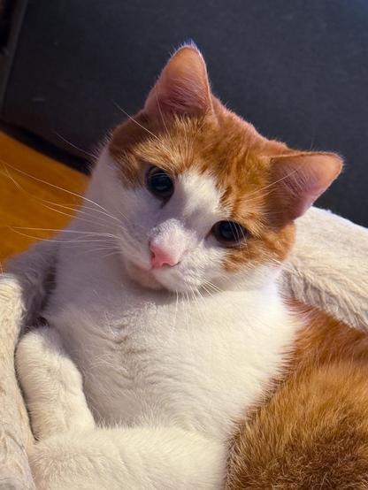 Ein rot-weißer Kater mit großen, dunklen Augen liegt gemütlich auf einer weichen, hellen Decke. Er schaut direkt in die Kamera mit einem leicht schiefen Kopf und einem sanften, neugierigen Blick. Das warme Licht betont sein flauschiges Fell und verleiht dem Bild eine besonders kuschelige Atmosphäre.