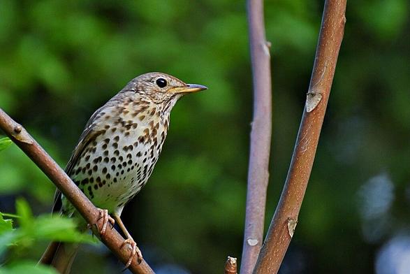 Zorzal común (Turdus philomelos). Foto: Simon Chinnery en Wikipedia ( https://commons.wikimedia.org/wiki/File:Posing_song_thrush.jpg )