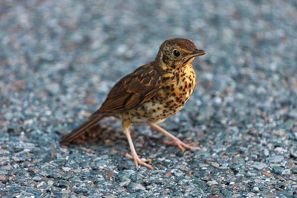 Juvenil de zorzal común (Turdus philomelos). Foto: Luis Miguel Bugallo en Wikipedia ( https://commons.wikimedia.org/wiki/File:2017_Mosteiro_de_Samos._Galiza-Tordo.jpg )