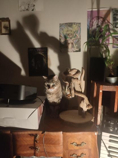 Mon chat sur un bureau ancien, entre un projecteur et une lampe en bois flotté, la scène est éclairée en contre plongée ce qui crée une atmosphère cinématographique