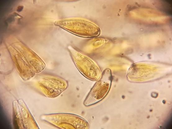 Diatom gomphonema olivaceolacuum 