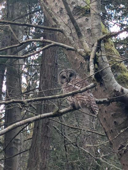 A brown, mottled owl sits up in a branch staring at the photographer. Gorgeous.