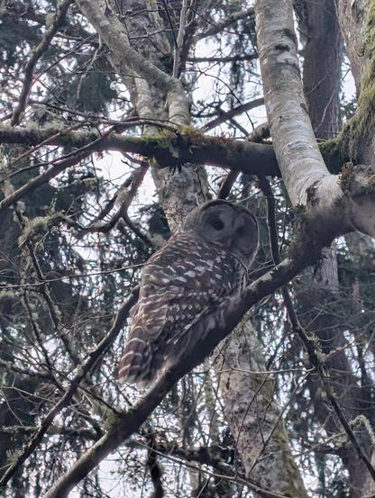 A beautiful brown and white owl looks over her shoulder towards the camera.