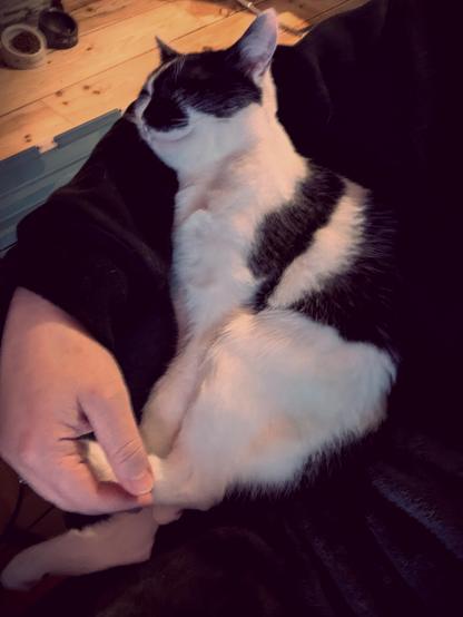 Lemon the cat sleeping blissfully, she seems to be smiling. Her head is resting in the crook of my elbow, she placed her foot in my hand