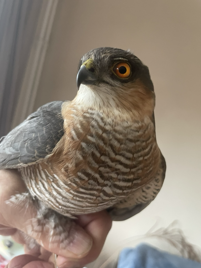 Sperber Männchen 