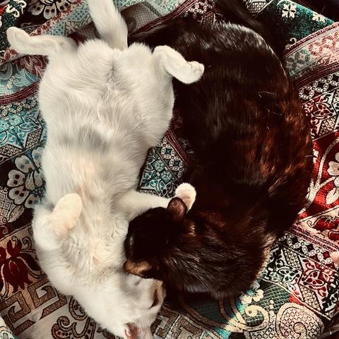 a black cat lays on a bedspread and rests his head on a white cat who is laying on her back with her paws in the air