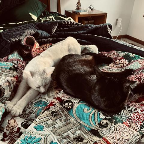 a white cat stretches out to sleep alongside a black cat