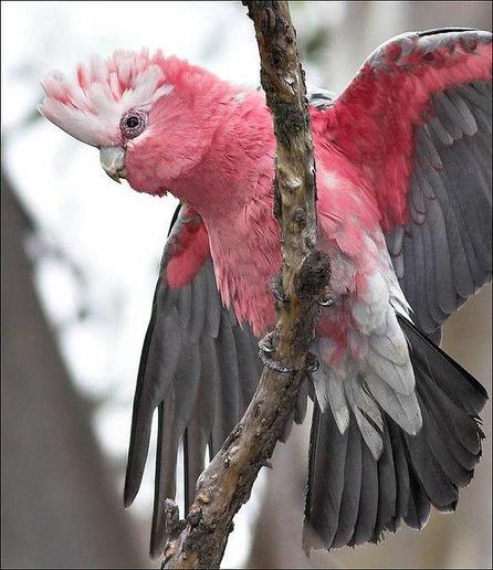 A pink and grey galah on a branch lifts its wings and crest, while fixing the camera with one beady eye.