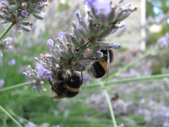 Two bees, working away, hanging upside down on the underside of a lavender spike