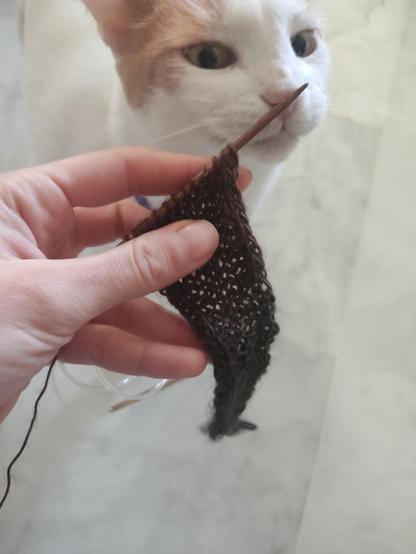 Es una foto de mi mano sosteniendo una labor de punto con forma de triángulo isósceles. La aguja de tejer es de madera y mi gato Trece (blanco y rubito) está intentando darle un bocao.