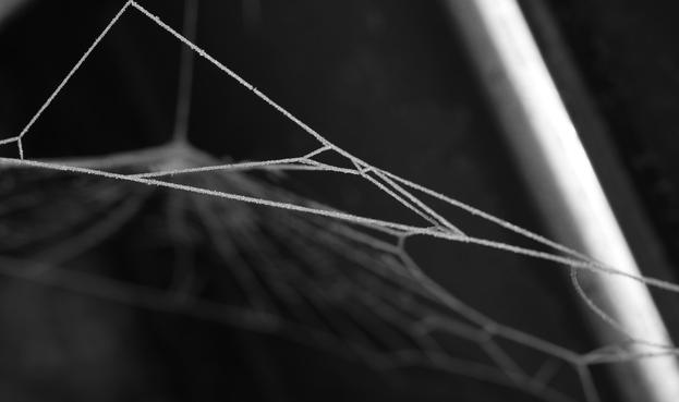 Motiv:
Dieses Schwarz-Weiß-Foto zeigt ein Spinnennetz, das mit kleinen Eiskristallen oder Tautropfen bedeckt ist. Die filigranen Fäden sind in einem geometrischen Muster angeordnet und stehen im Kontrast zum dunklen Hintergrund. Die diagonalen Linien verleihen dem Bild eine dynamische Wirkung, während der Fokus auf den vorderen Bereich des Netzes liegt.

Stimmung & Wirkung:
Das Bild wirkt kühl, ruhig und fragil. Die feinen Eiskristalle betonen die Zerbrechlichkeit der Natur und verleihen dem Foto eine fast magische Atmosphäre.

Technische Details:
Farbe: Schwarz-Weiß
Schärfentiefe: Gering (scharfer Vordergrund, unscharfer Hintergrund)
Lichtverhältnisse: Weiches Licht, gute Kontraste