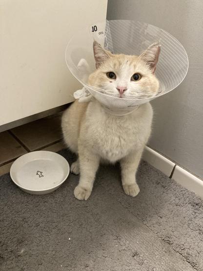 Cream and beige colored cat standing next to empty food bowl wearing cone of shame. 