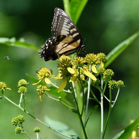 A black and yellow swallowtail butterfly feeding on yellow wingstem flowers, surrounded by green foliage. A small insect is also visible nearby.