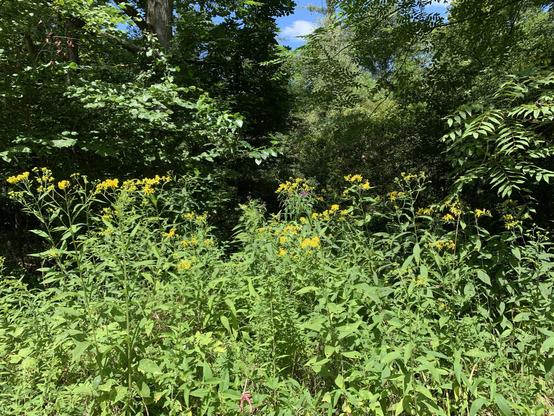 A lush green area featuring tall wildflowers with bright yellow wingstem blooms, surrounded by dense foliage and trees under a blue sky.