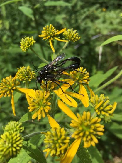 A close-up of a mating pair of shiny black wasps resting on vibrant yellow wingstem flowers, surrounded by green foliage. The insect has transparent wings and elongated body parts, while the flowers have both fully opened petals and closed buds.