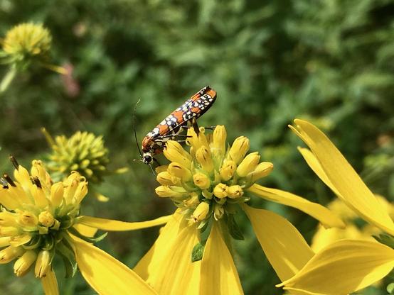 A bright orange ermine moth sits on yellow wingstem flowers, featuring intricate white spots outlined in black, on its body. The scene is set against a blurred green background.