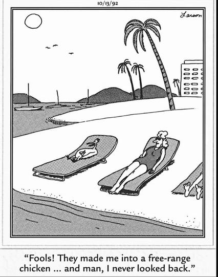 Gary Larson cartoon - chicken lying on a tropical beach next to a woman. "Fools! They made me into a free-range chicken ... and man, I never looked back."