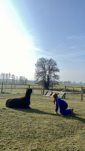 Alpaca and child looking at each other lying in the meadow