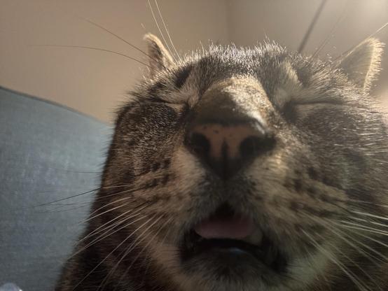 A close-up of a cat's face, showing its closed eyes and slightly open mouth. The fur is patterned with stripes, and the background features a soft surface.